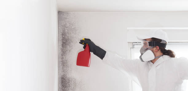 Best Certified Mold Removal  in Palestine, IL